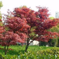 中國(guó)紅楓地徑6-30公分北京大苗圃基地購(gòu)樹木市排價(jià)