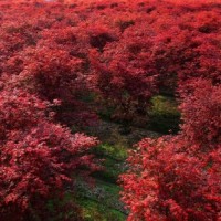 叢生三季紅紅楓3-6條北京大苗圃基地購樹木市排價(jià)