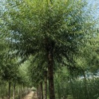 饅頭柳胸徑8-20公分北京大苗圃基地購(gòu)樹木市排價(jià)