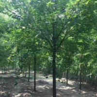 五角楓胸徑30-40公分北京大苗圃基地購(gòu)樹木市排價(jià)