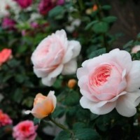 大花香水月季花苗今年什么價(jià)格？