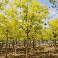 今年金枝國槐哪里有貨源 ？ 2020金枝國槐哪里有貨源？
