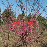 江蘇紅梅樹苗供應(yīng)