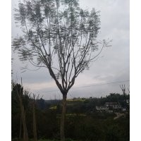 出售，藍花楹