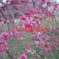 哪里有垂梅 低價(jià)批發(fā) 江蘇苗圃貨源