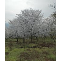 供應(yīng)精品紅楓海棠雞爪槭桂花紅梅櫻花紅葉李無患子