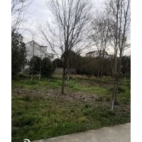 美國(guó)紅楓十月光輝