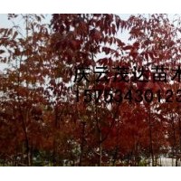 山東秋紫白蠟基地 紫色秋天白蠟 山東茂達(dá)苗木有限公司