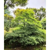 協(xié)燦苗木供羽毛楓櫻花櫸樹無(wú)患子櫻花紅梅紅楓雞爪槭