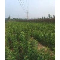 優(yōu)質(zhì)叢生紫丁香100000顆，河南貨源