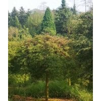 協(xié)燦苗木供羽毛楓雞爪槭紅楓紅梅染井吉野櫻八月桂花無患子二喬玉