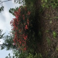 映山紅