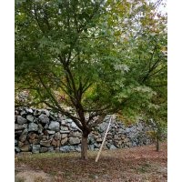供應(yīng)叢生紫薇紅梅紅楓雞爪槭羽毛楓染井吉野櫻丹桂金桂八月桂