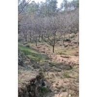 供應(yīng)精品羽毛楓櫻花紅梅紅楓雞爪槭桂花無(wú)患子欒樹(shù)香樟