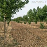 復(fù)葉槭