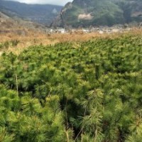 華山松