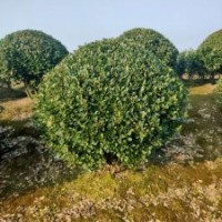 大葉黃楊球胸徑60-200公分 北京大苗圃基地購樹木市排價(jià)