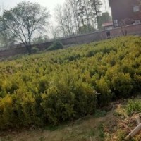 小葉黃楊高0.4-0.8米北京大苗圃基地購樹木市排價(jià)