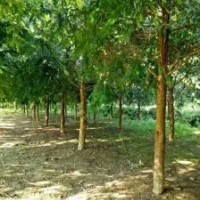 米徑8～12公分的紅豆杉，10萬株，樹形漂亮，價格非常便宜！
