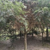米徑7～20公分的紅豆杉假植苗和靜精品盆景假植苗