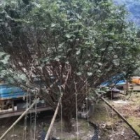 米徑7～20公分的紅豆杉假植苗和靜精品盆景假植苗