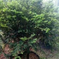 米徑7～20公分的紅豆杉假植苗和靜精品盆景假植苗