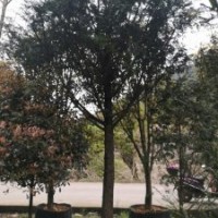 米徑7～20公分的紅豆杉假植苗和靜精品盆景假植苗