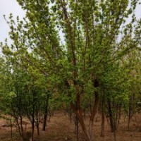 糖槭胸徑8-16公分北京大苗圃基地購樹木市排價(jià)