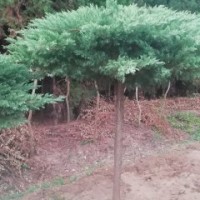 造型高桿地龍高2.5-3.5米北京大苗圃基地購(gòu)樹木市排價(jià)