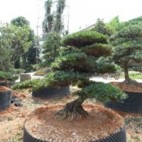 造型矮葉羅漢松盆景精品北京大苗圃基地購樹木市排價