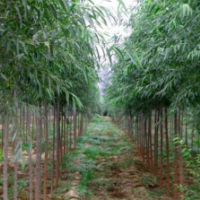 哪里有速生竹柳貨源？2020年榮慶速生竹柳低價(jià)批發(fā)