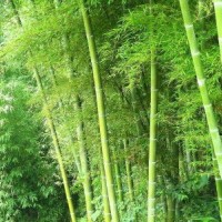 江蘇常年供應(yīng)剛竹苗 苗圃直銷