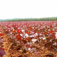 紅葉楊哪里有 ？ 紅葉楊低價(jià)供應(yīng)