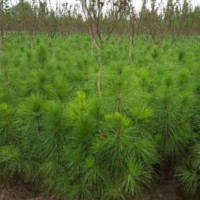 三年生高120cm濕地松供應(yīng)_優(yōu)質(zhì)濕地松苗-隨州希望苗圃