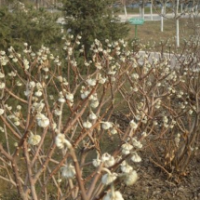 江蘇結(jié)香樹低價(jià)批發(fā) 苗圃結(jié)香樹直銷