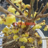 江蘇大量供應(yīng)素心蠟梅 低價苗圃供應(yīng)素心蠟梅