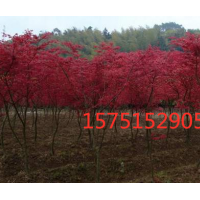 江蘇日本紅楓低價供應(yīng)