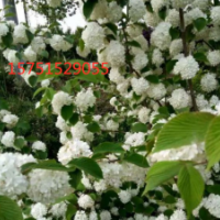 江蘇繡球花低價(jià)供應(yīng) 繡球花價(jià)格 哪里繡球花便宜