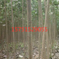 江蘇哪里有歐美楊107號(hào)低價(jià)批發(fā) 榮慶園林供應(yīng)歐美楊107號(hào)