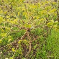 紅花凌霄樹苗價(jià)格表參考