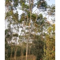 供應(yīng)各規(guī)格湖南欒樹，移植骨架欒樹、截桿欒樹