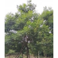 四川藍(lán)花楹種植基地 藍(lán)花楹落葉喬木 優(yōu)異品種