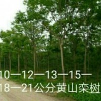 供欒樹3-20公分，紅葉李1-10公分，紫荊，木槿
