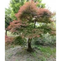 嵊州協(xié)燦供應(yīng)羽毛楓櫻花桂花紅梅紅楓雞爪槭無(wú)患子櫸樹紅葉李
