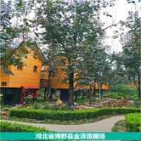 太陽(yáng)李、紫葉李、柿子樹、復(fù)葉槭、金葉復(fù)葉槭
