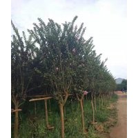 供應(yīng)5-12公分小葉紫薇袋苗假植苗