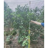供應(yīng)100-250高福建山茶花