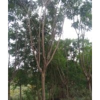 出售，藍花楹15公分到30公分
