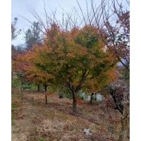 供應(yīng)無(wú)患子欒樹(shù)香樟紅梅紅楓雞爪槭八月桂丹桂金桂日本紅楓櫻花