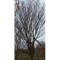 供應(yīng)叢生紫薇羽毛楓染井吉野櫻丹桂金桂紅梅紅楓雞爪槭日本紅楓櫸